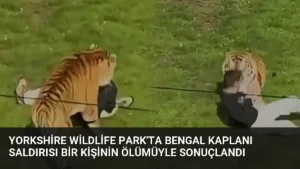 Yorkshire Wildlife Park’ta Bengal Kaplanı Saldırısı Bir Kişinin Ölümüyle Sonuçlandı